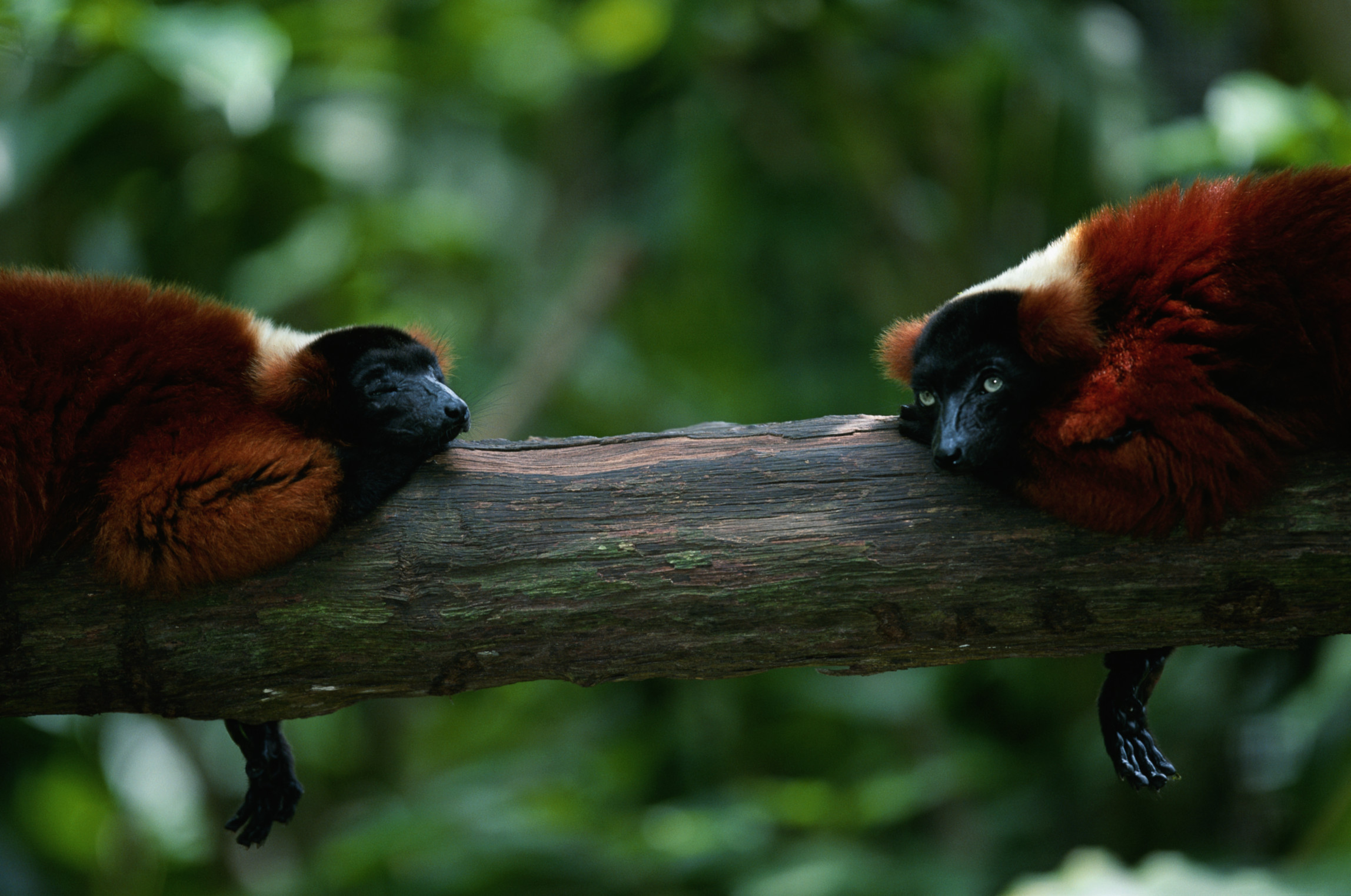 200207783-001 Two red ruffed lemurs (Varcia variegata) lying on branch, captive, Madagascar