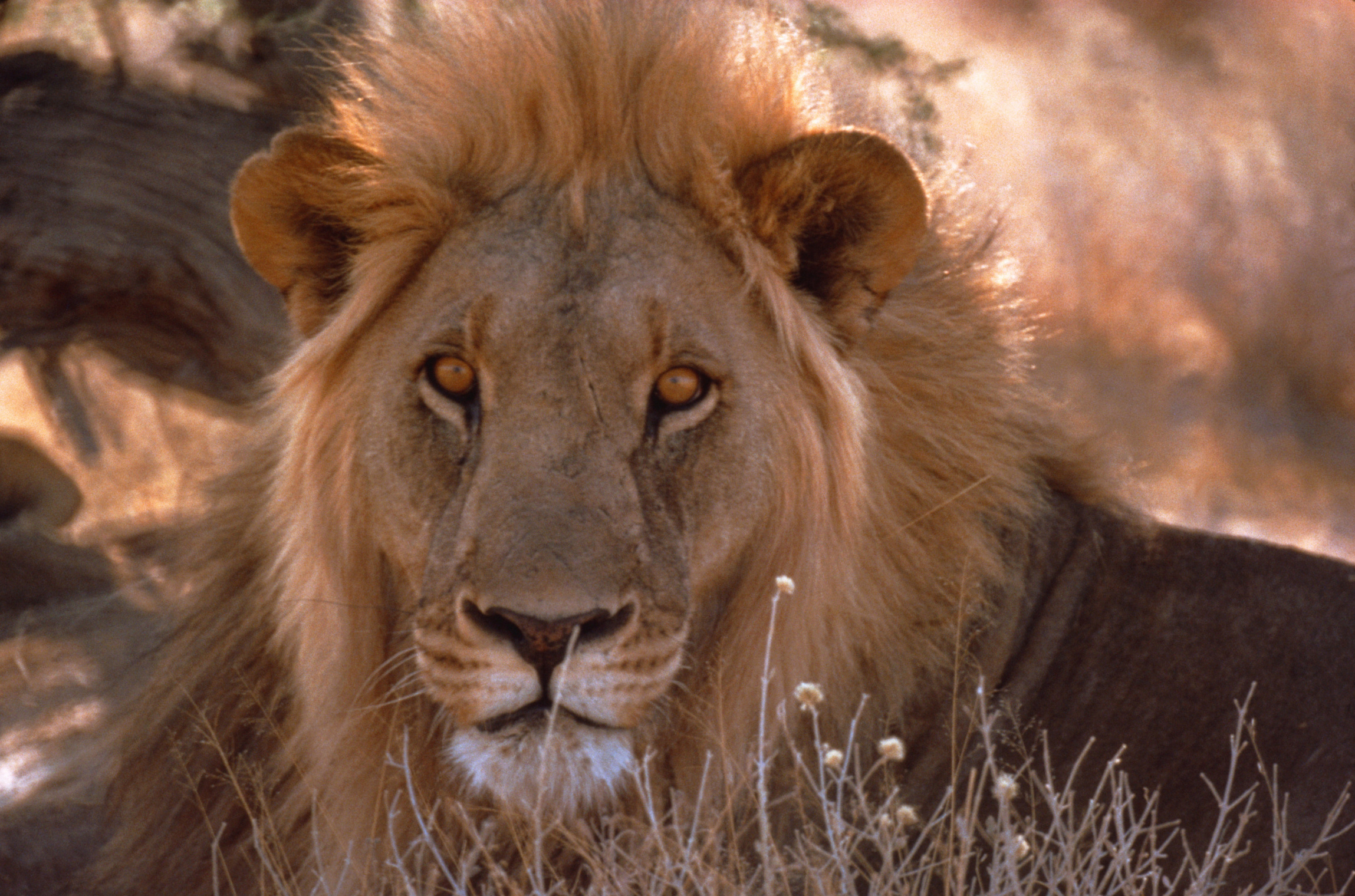 Tanzanie lion